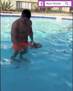 Corgi puppy enjoys the pool