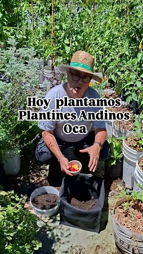 oca!!! maravilla andina. Te enseño como lo podes plantar y sus características La oca constituye el segundo tubérculo más ampliamente cultivado después de la papa. Rico en proteínas con un buen balance de aminoácidos, es asimismo una buena fuente de fibra y alto en antioxidantes. La oca fue un alimento básico altamente reverenciado desde los tiempos precolombinos. Su alto rendimiento y sabor agradable lo hace muy popular en la cocina rural andina donde se prepara tradicionalmente en sopas o guis