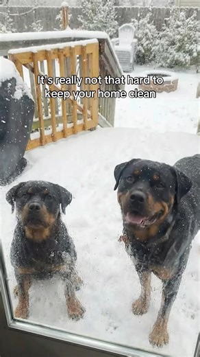 🐾Tired Of Pets Dragging Dirt and Mud Inside The Home? 🐾 🐱The Muddy Mat Is Perfect For Pets With Dirty Paws🐶 Buy 2 Get 1 FREE for a Limited Time! | Muddy Mat