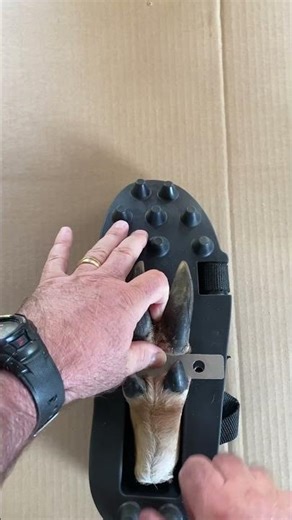 MUST HAVE for Deer Tracking Dog Training, WASGAU SCENT SHOES #shorts #hunting #deertrackingdog #deer