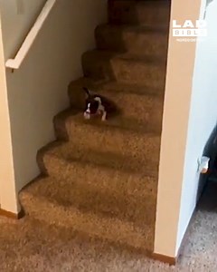 823K views · 5.3K reactions | She had a full-blown toddler tantrum  | LADbible Ireland | Facebook