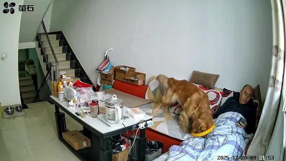 Playful golden retriever tosses ring onto resting owner's head