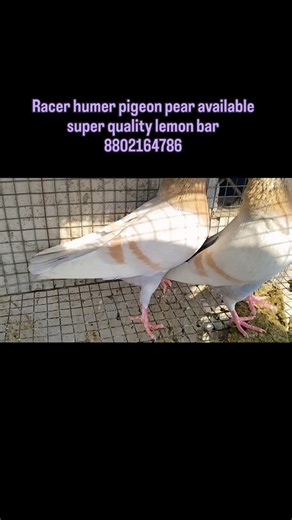 Arif Sudagar on Instagram: "Pigeon lover# racer Humer # kabutaro ke Shoukeen# 8802164786#Arif Saudagar#"