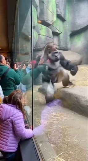 Gorilla Glass Slam! 🦍💥