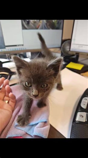 Have you gotten to meet our library cat? Meet Frodo! He's been with us for almost 6 months and absolutely loves our patrons. We rescued him from Chico, far too young to be from mom. Now he's a strong young man that's made the library his home! Next time you're in, be sure to say hi! | Decatur Public Library (Decatur, Texas)
