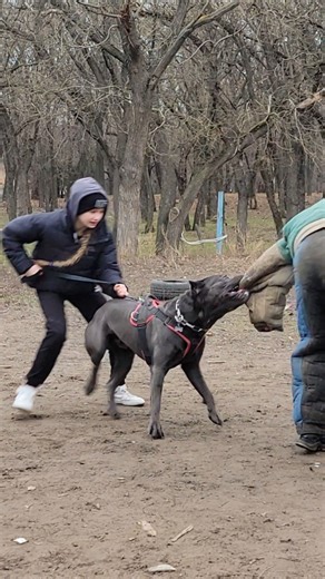 😮Cane Corso bodyguard dog. Protecting the owner from a knife-wielding criminal. Dog training Odessa