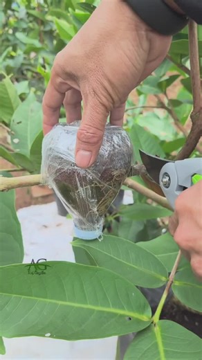 How to Propagate a Water Apple Tree Using Air Layering