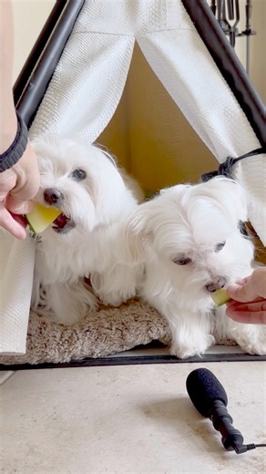 Action louder than words 😋 (Sound on) #maltese #dog #asmr #dogsofinstagram #yellowwatermelon | Maltese Angels - A-Rod and Bailey
