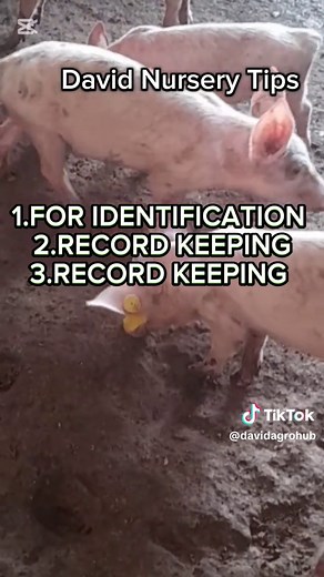 Discover the essential techniques of pig ear tagging and notching in this informative video. Learn how these methods are used for effective livestock identification, ensuring proper health management and traceability. In this video, you'll learn: The importance of these identification methods in pig farming Best practices to ensure animal welfare during the process Whether you're a seasoned farmer or new to livestock management, this guide provides valuable insights into maintaining a healthy an