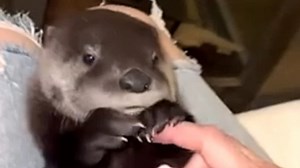 26K views · 1.3K reactions | Otter raised by human acts like dog We interviewed instagram.com/riverbanditwildliferescue for this video produced exclusively by GeoBeats. | GeoBeats Animals | Facebook