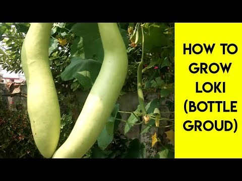 How to Grow Loki Plant ( Bottle Groud ) from Seed in Ground or Pot. Loki ko Beej se ugaaye