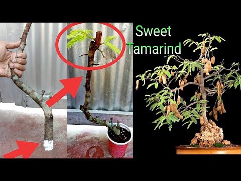 How to grow tamarind (imli) tree from cutting!!!!