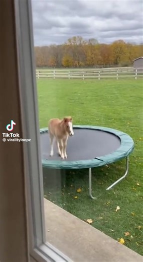 #horse #horseriding #funny #horseshow