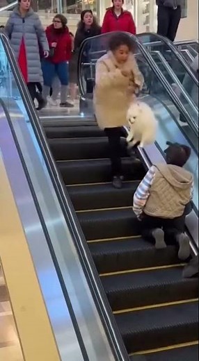 Escalator Wheelchair Breaks Loose — Dog Saved in Final Second