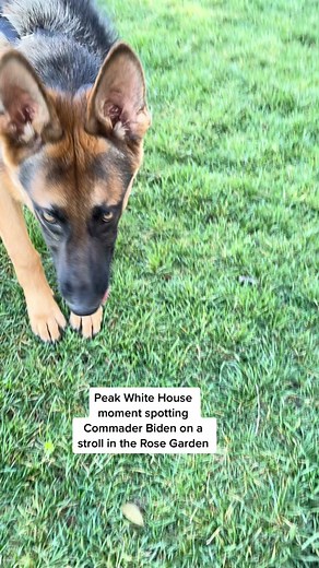 Finally scored a meet and greet with Commander Biden in the @theofficalwhitehouse Rose Garden cc @nbcnews #ByeByeSundayBlues #petsoftiktok #dogsofttiktok #whitehouse #commander #puppylove