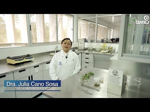 Taller: Cultivo in vitro y micropropagación de plantas