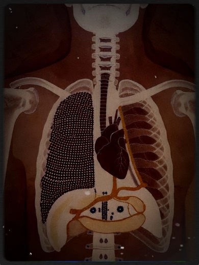 The X-Ray Art of Arnhem Land - Anatomy Lessons | Strange Mysteries