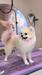 223K views · 4.4K reactions | What color would you give your dog?! . #pomeranian #doggrooming #dogsbylogan #dogs | Logan Rago | Facebook