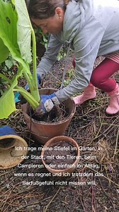 Die Regenstiefel von Saguaro halten meine Füße trocken und dazu ein tolles Barfußgefühl. Die Stiefel sind super flexibel, leicht und bequem, perfekt für nasse Tage und Abenteuer draußen. Es gibt sie in vielen Farben, die Innensohle ist herausnehmbar und die Größen reichen von 24 bis 45, also auch ideal für Kinder. Für kalte Tage gibt es auch eine gefütterte Winterversion, damit die Füße auch warm bleiben Ich trage meine Stiefel im Garten, in der Stadt, mit den Tieren, beim Camping oder einfach i