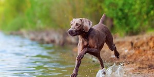 13 Dog Breeds Fit to Be Your Next Hunting Companion