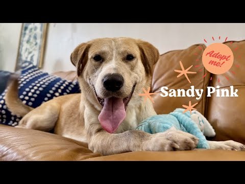 Sandy Pink | Golden Girl Of Your Dreams