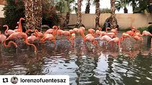 Dreaming of World Flamingo Day 2020 🦩🦩 (video credit Lorenzo Fuentes) | Wildlife World Zoo
