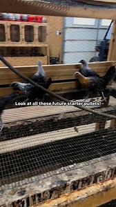 23K views · 239 reactions | Look at all these future starter pullets!...