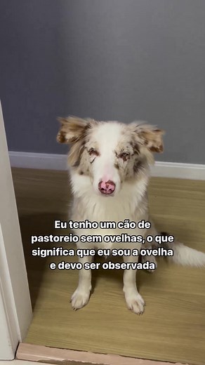 Funny Border Collie Puppies Memes and Cuteness Overload