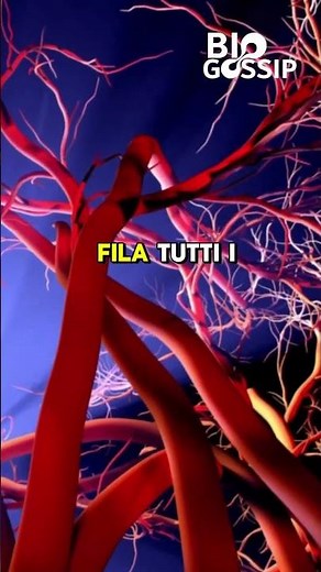 Did you know? 5 interesting facts about the circulatory system #biology #sciencedissemination #ci...