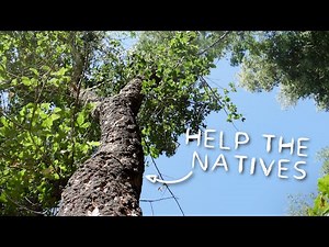 #155 Clearing trees, cleaning the lagoon & exploring + neighbours tour