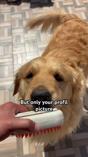 Are you winning?🧐| #puppy #pets #viral #goldenretriever #pet #doglife