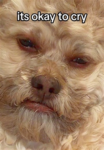 Lil’ Max (@max.hawt.dawg)’s videos with original sound - Lil’ Max