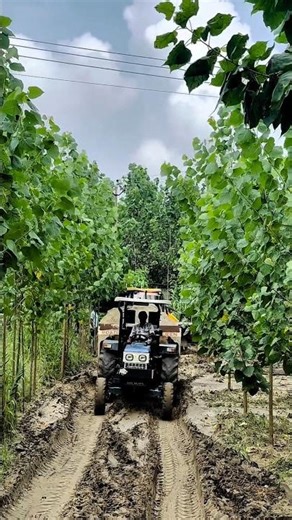 Swaraj 735 Tractor Top Model ⚠️❤️‍🔥☠️#tractor #swaraj #swarajtractor