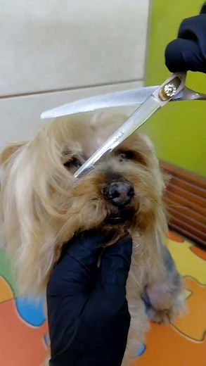 Yorkshire terrier short face trim #yorkie #grooming #shorts #pets #dogshorts