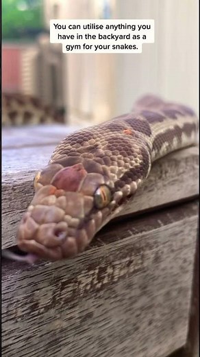 Stimson Python exercise, enrichment & uvb. #snake #python #antaresia #reptile #cookiescritters