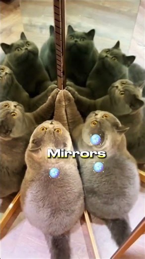 Cat Tries to Understand the Mirror 😹