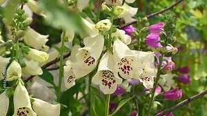 Light Digitalis in the garden on a flower bed among other plants, landscape garden, combination of plants, natural gardening. A plant for a flower bed.