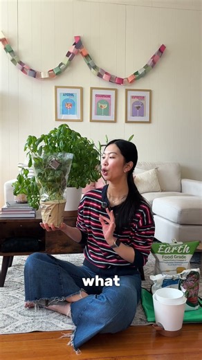 how to set up grocery store basil #plants #basil #gardening #indoorgardener #urbangardening #herbs