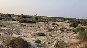 اگر آپ کے قبرستان میں پودے کامیاب نہیں ہوتے تو یہ ویڈیو ضرور دیکھیں #FarmVisit, #organic , #TraditionalFarming, #PeachOrchard, #OrangeOrchard, #FreshWaterWell #SustainableAgriculture #AjwainFarm, #SaffronCultivation, #Maize , #GarlicVarieties, #DesiGarlic, #ChinaGarlic, #G1Garlic, #Bullberries, | Pakistan Agriculture Forum