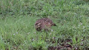 33K views · 161 reactions | Here’s a welcome sight! Northern bobwhite...