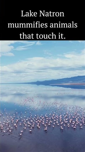 Lake Natron mummifies animals that touch it