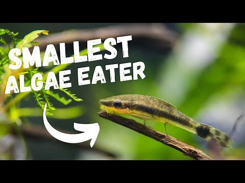 Best SMALL Algae Eating Fish | TOP 7