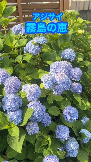 アジサイ霧島の恵 #short #園芸 #ガーデニング #地植え #アジサイ #あじさい #紫陽花 #霧島の恵 #植物 #hydrangea #gardening #癒し #soothing