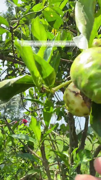Panen Daun Mengkudu: Khasiat dan Manfaat