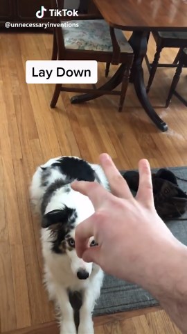 Teaching Deaf Dogs Sign Language: A Heartwarming Journey