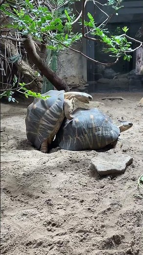 Schildkröten bei der Paarung