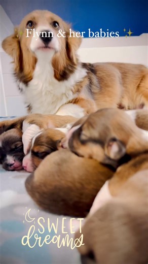 2.2K views · 94 reactions | 力 Flynn & her babies 凉 They are growing nicely  & just ever so precious like their momma. She made so many “mini me’s”  Color / markings wise. I’m looking forward to watching all of them grow into their foxy look like their momma 力勺 #fluffycorgibreeder #corgisoftiktok #puppytiktok #hiddenhillsidecorgis #fluffycorgi #corgi #corgicommunity #puppies #dogsofinstagram #corgiworld #foxes | Hidden Hillside Corgis | Facebook