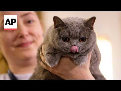 More than 200 cats compete in Romania's 'Feline Oscars'