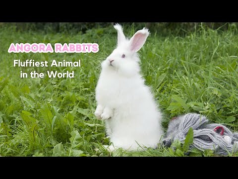 Interesting Facts About Angora Rabbit - The Fluffiest Animal in the World | A Cute Bunny