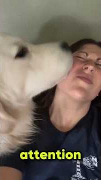 Why Does Your Dog Lick You? The Real Reasons Might Surprise You! 🐶
